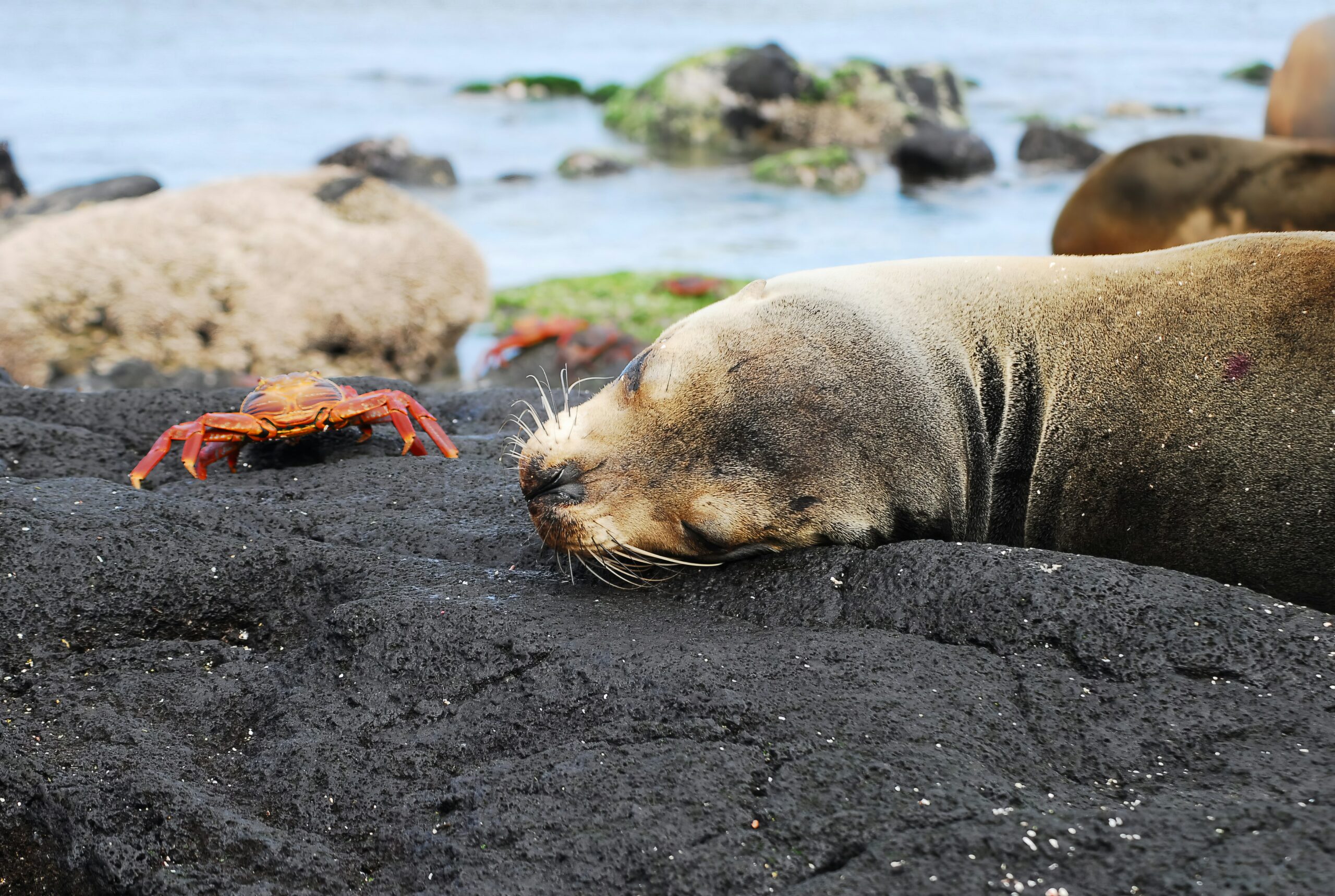 galapagos 2