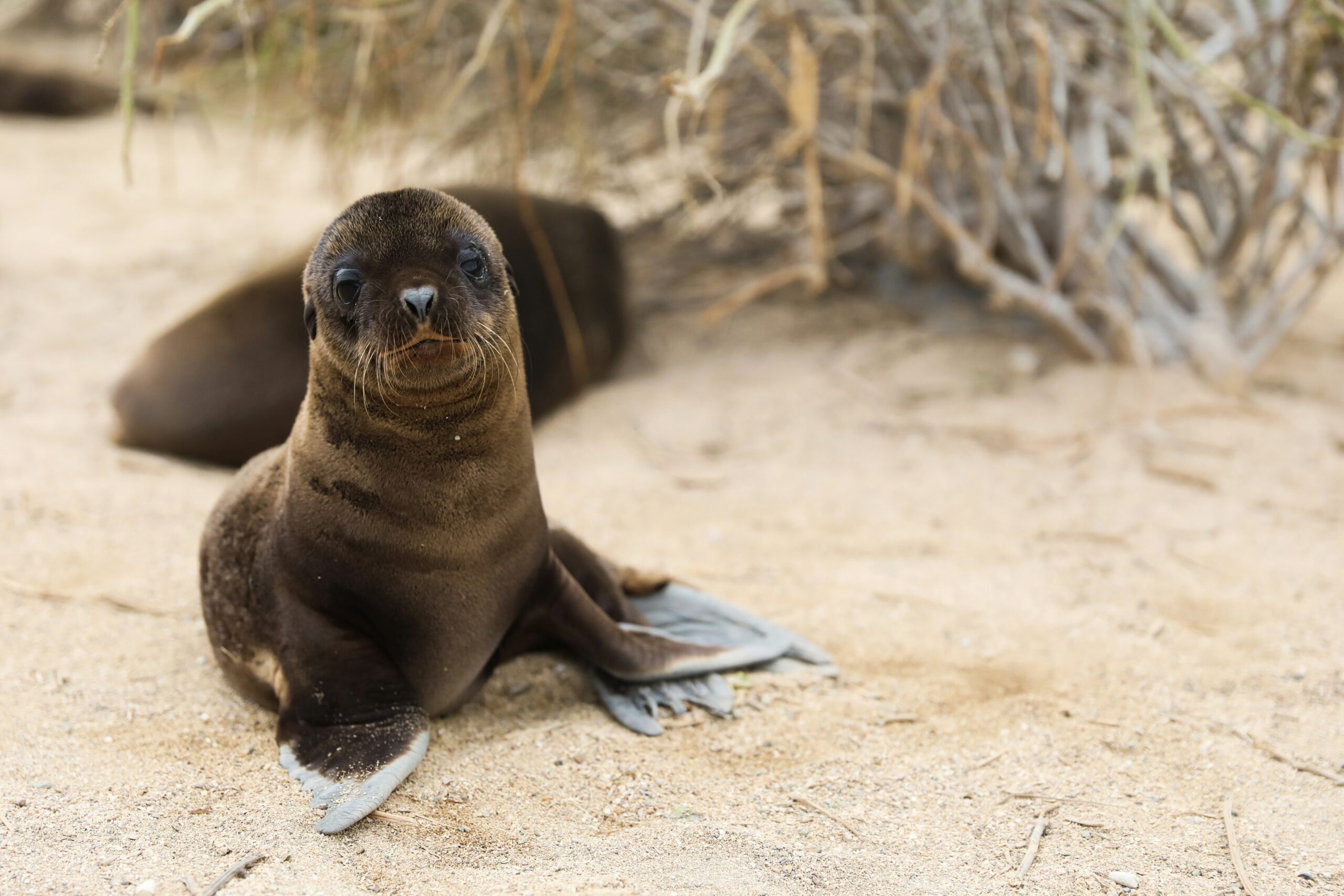 galápagos 3