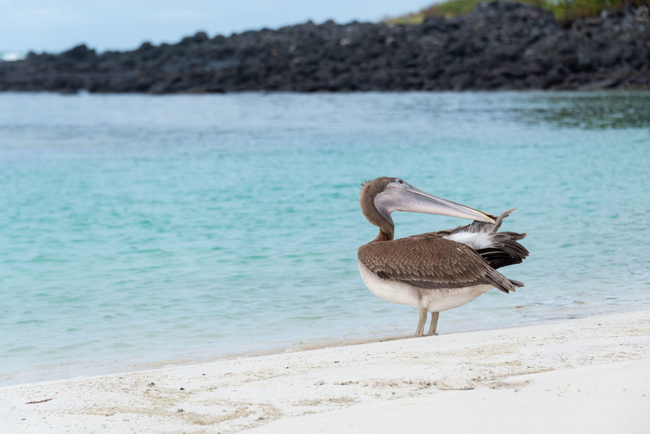 galápagos sc