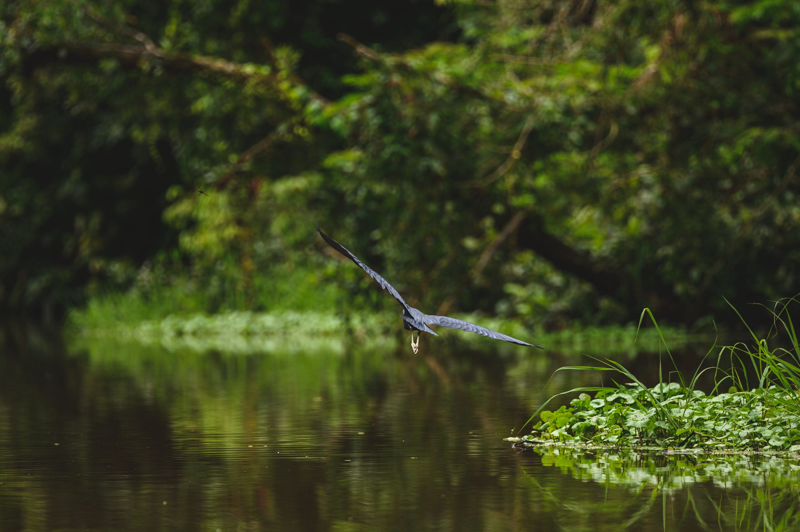 A selective focus shot of blue heron in flight