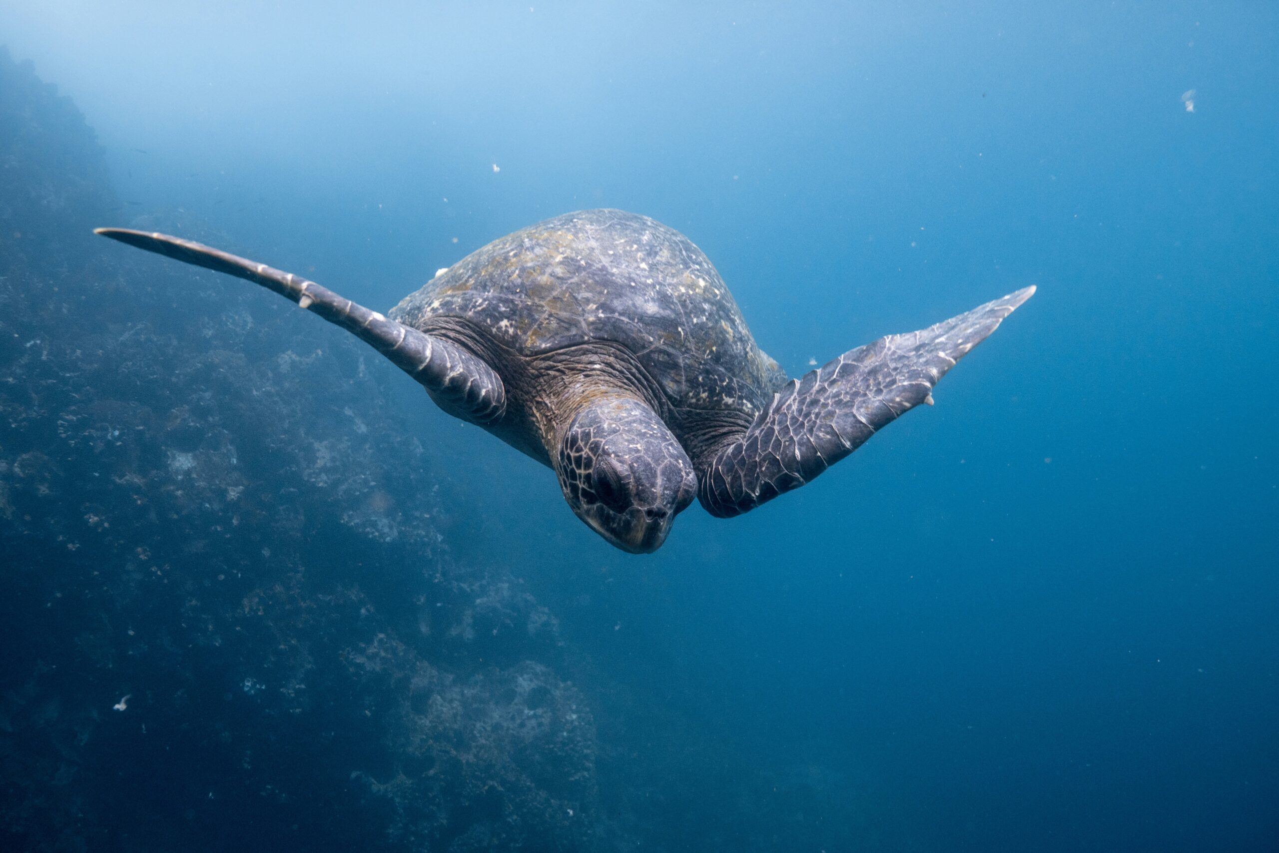 GALÁPAGOS
