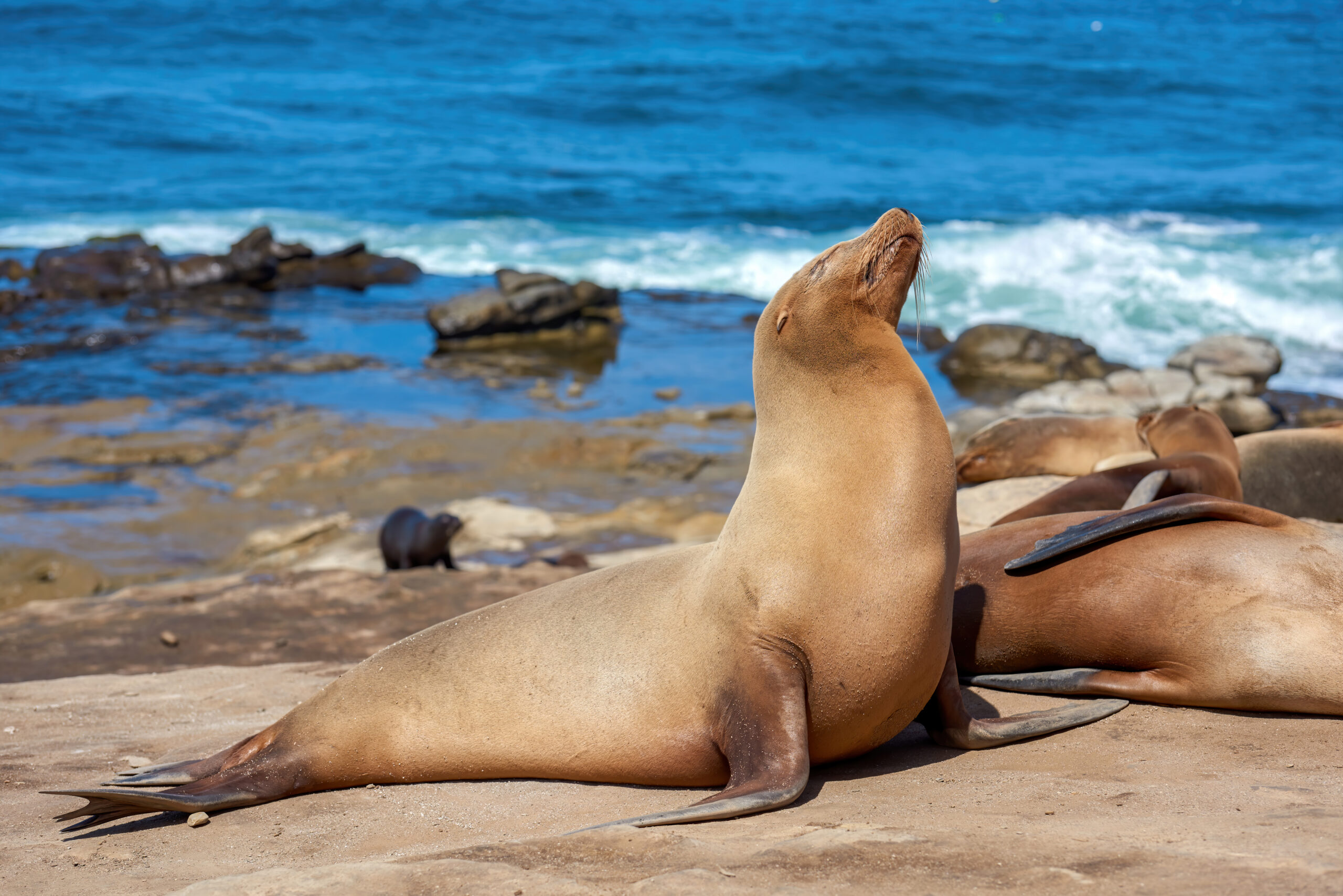 Seal on the shore near the Pacific ocean, San Diego, USA