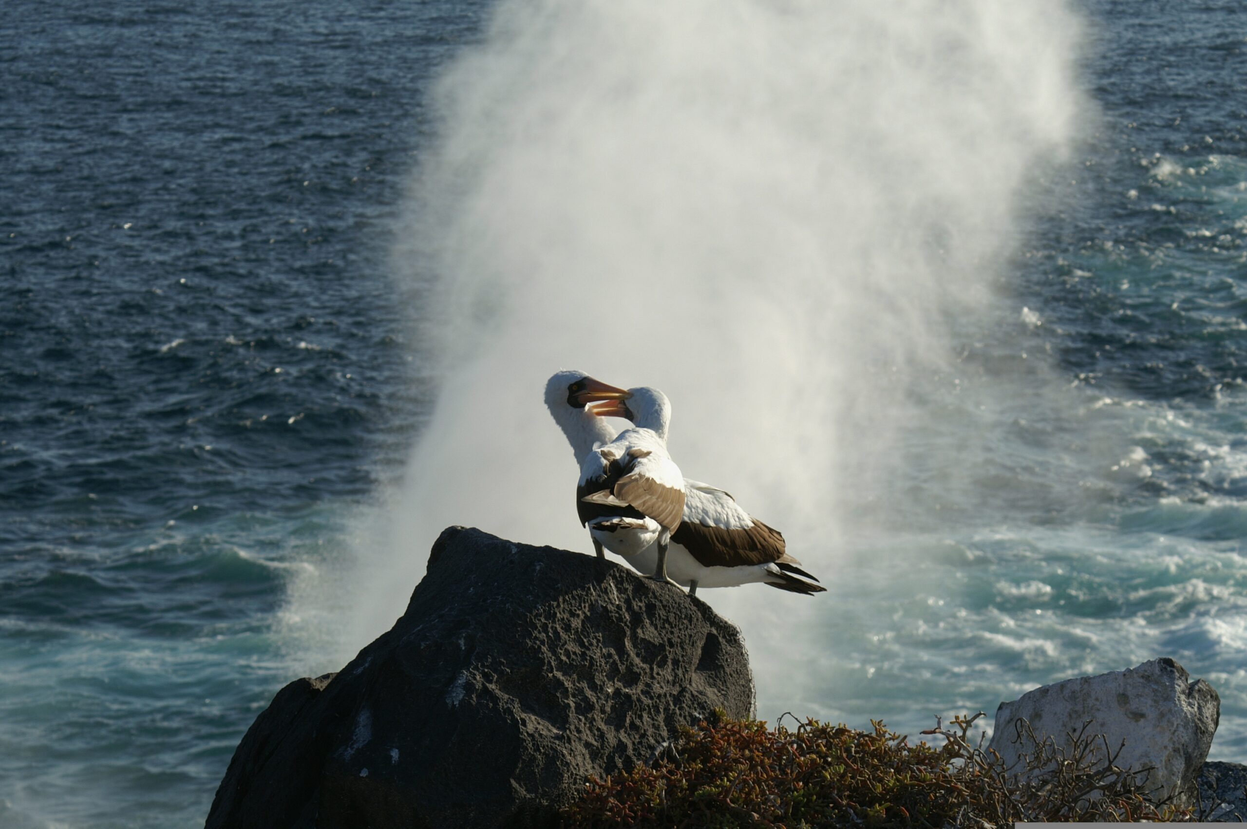 bgdesign-albatrosses-1220333